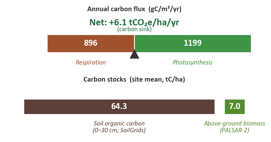 Carbon balance beam diagram for Wilder Wood Farm: 896 g C/m²/yr respiration on the left, 1199 photosynthesis on the right, net +6.1 tCO₂e/ha/yr carbon sink. Carbon stocks: 64.3 tC/ha soil organic carbon plus 7.0 tC/ha above-ground biomass.